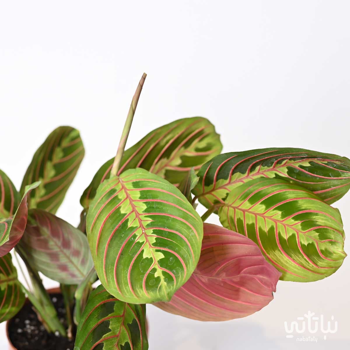 Calathea maranta plant 2