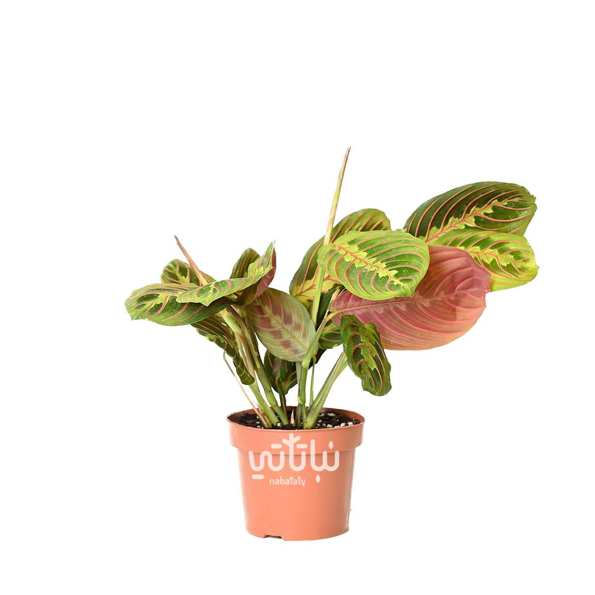 Calathea maranta plant 1