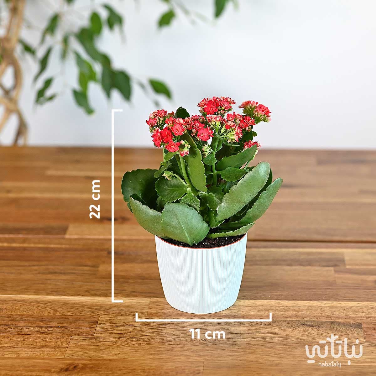 نبتة كلانشو احمر في اصيص بلاستيك سماوي 2