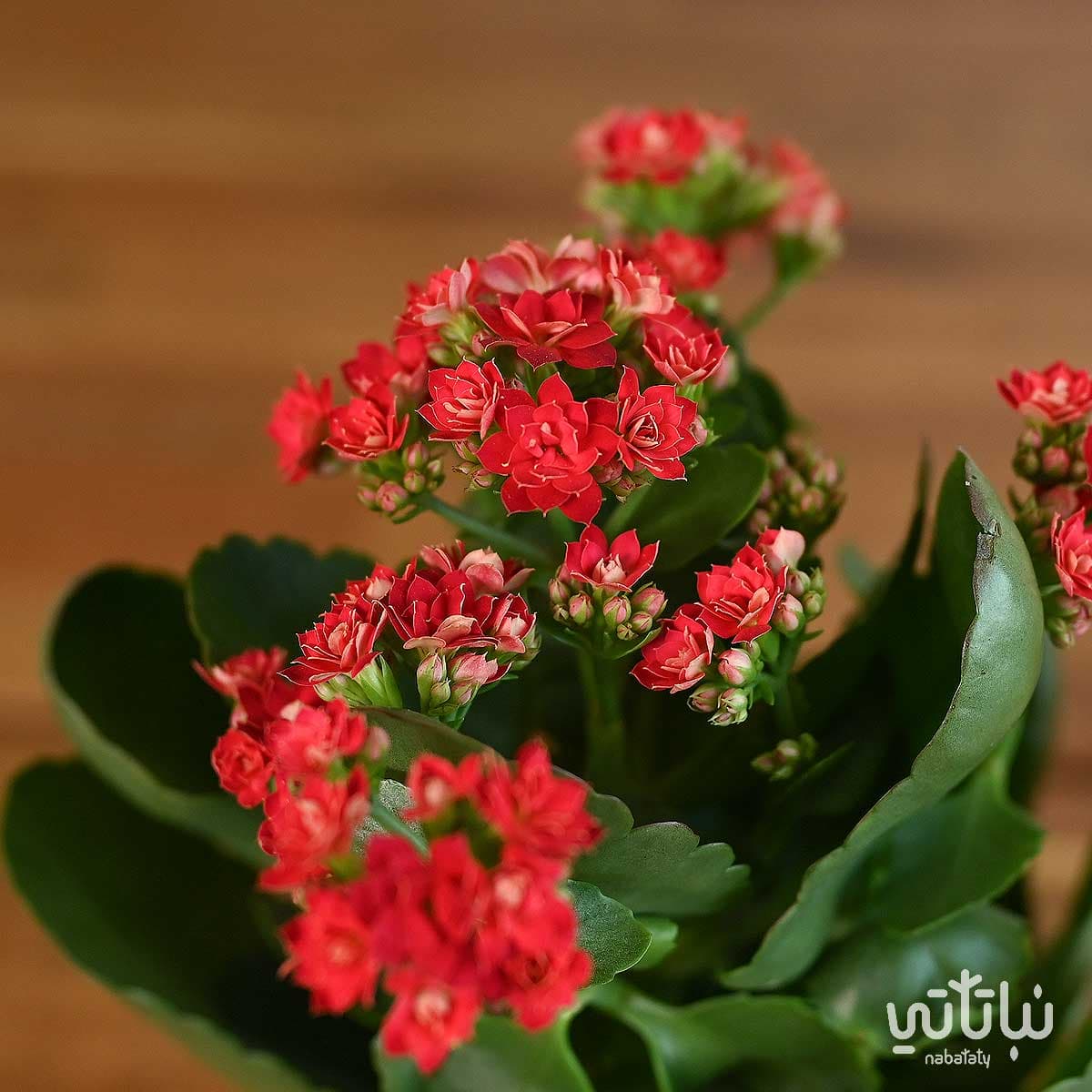 نبتة كلانشو احمر في اصيص بلاستيك سماوي 3