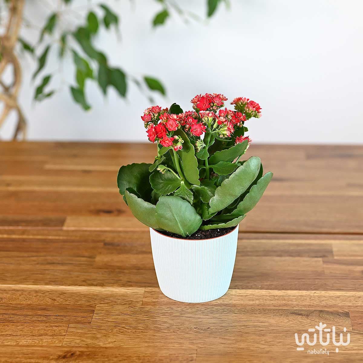 نبتة كلانشو احمر في اصيص بلاستيك سماوي