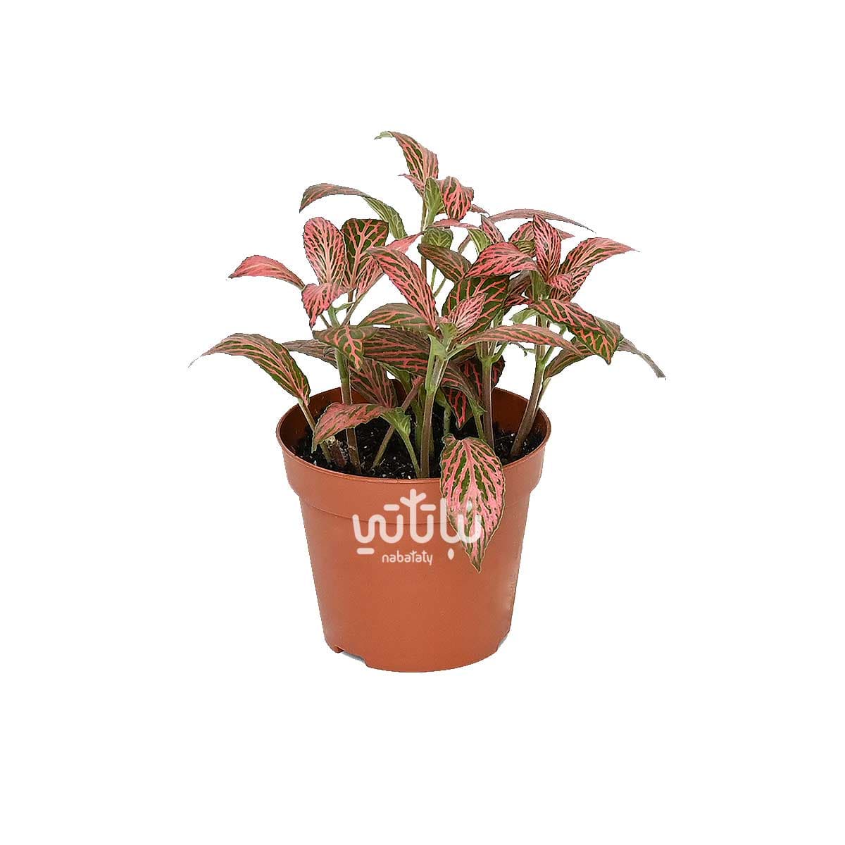 ميني فيتونيا حمراء