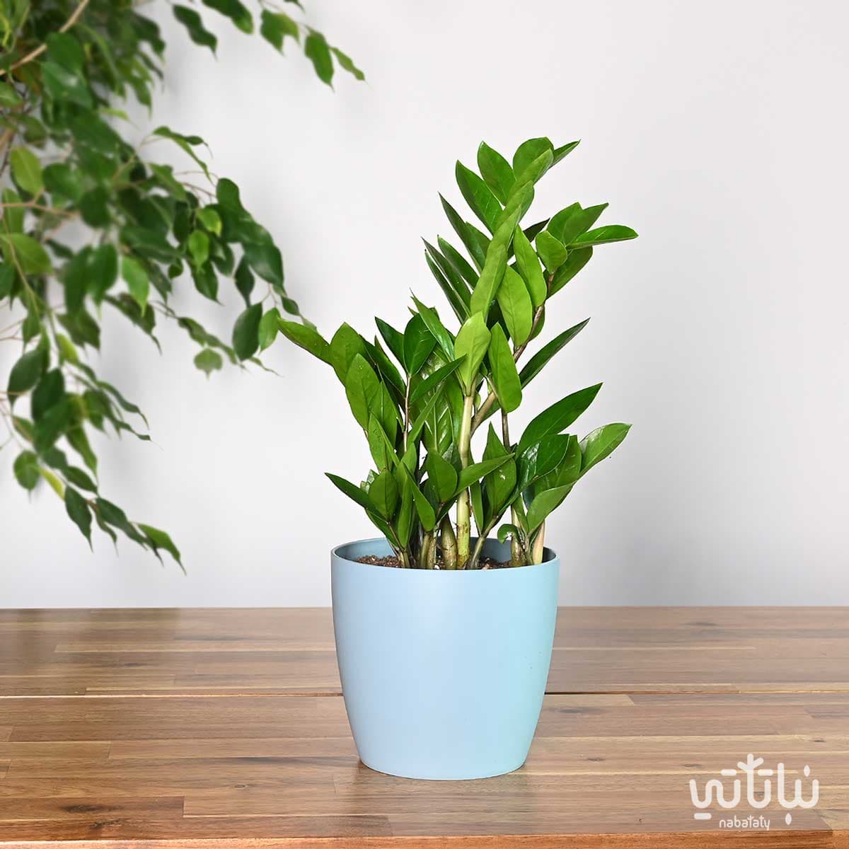 نبتة زاميا في اصيص بلاستيك سماوي 1