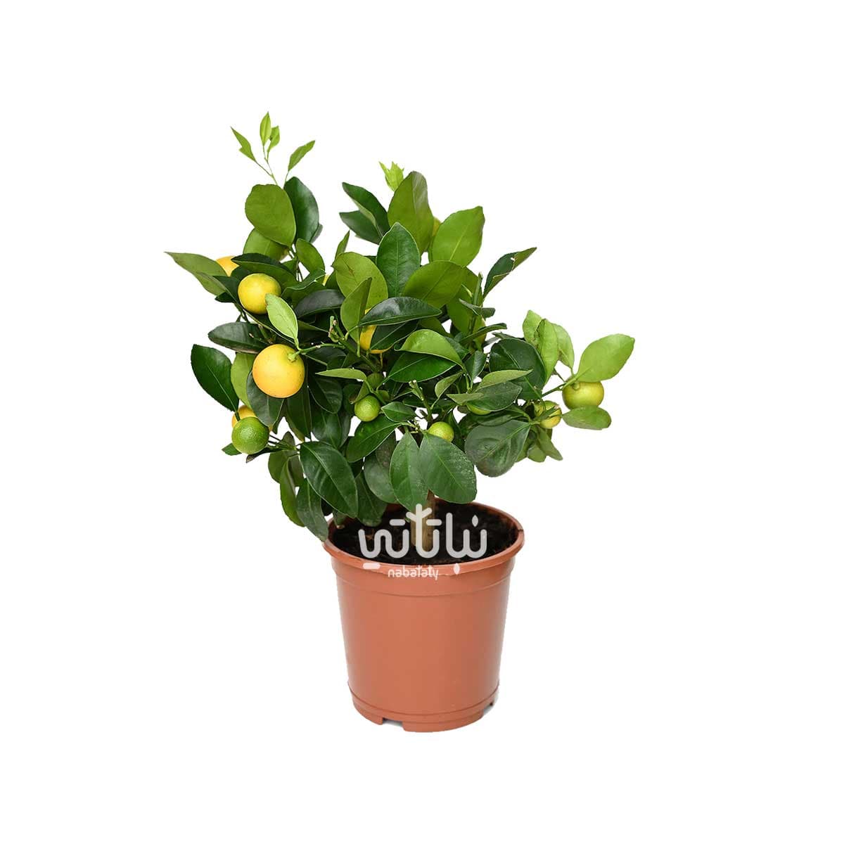 شجرة كلاموندين مثمرة