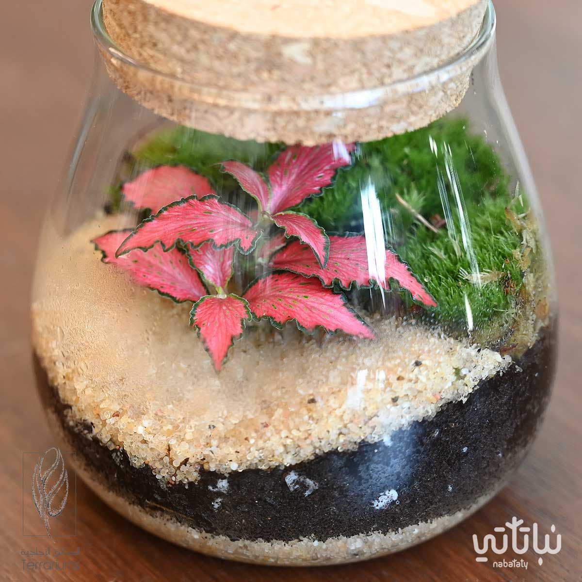 حديقة فيتونيا وردية صغيرة 2