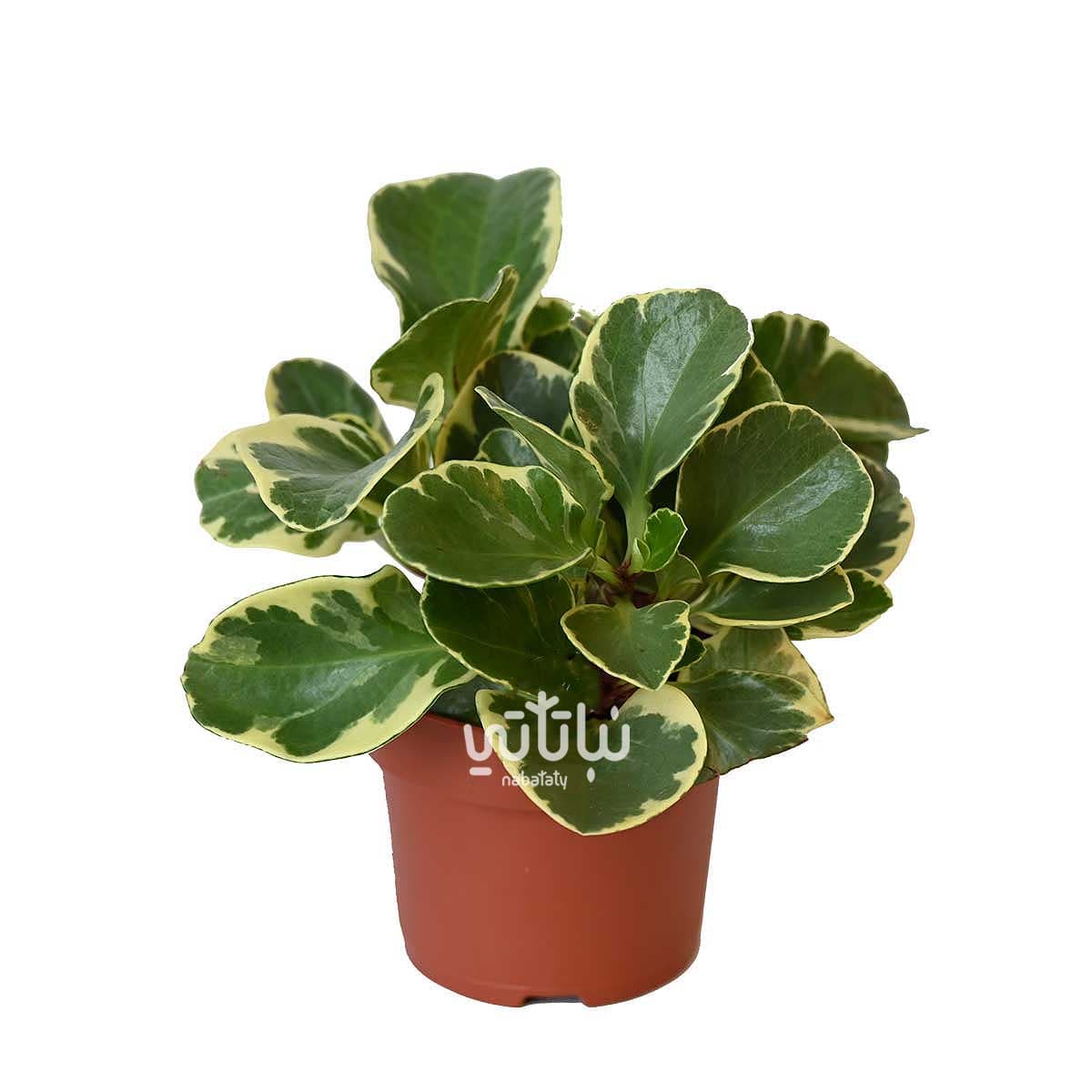 نبتة ببروميا مبرقشة