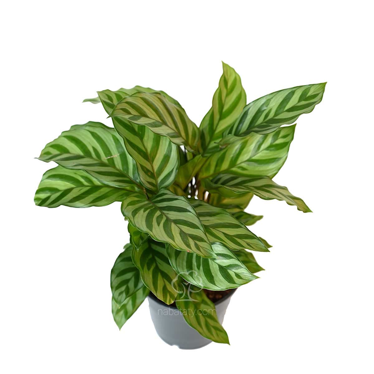 Calathea Freddie 1