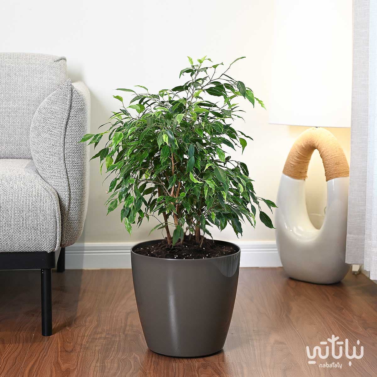 حوض نباتات ري ذاتي دائري بني 30 سم 2