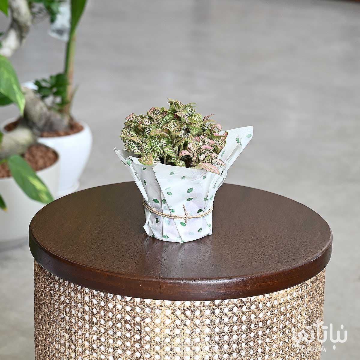 نبتة فيتونيا وردية