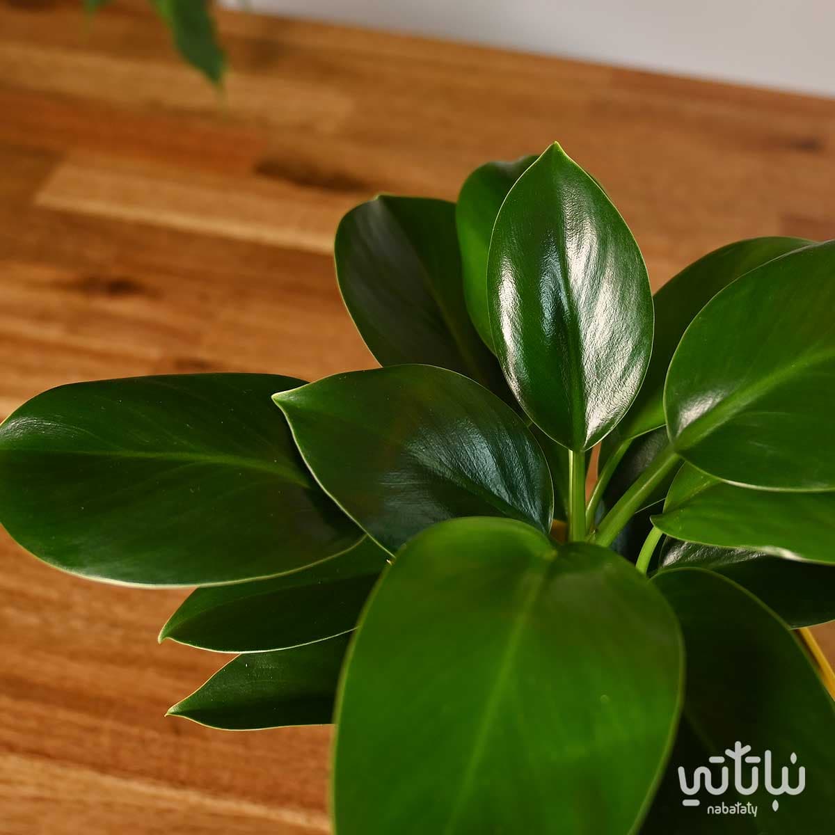 Green Princess Philodendron in yellow polygonal pot 3