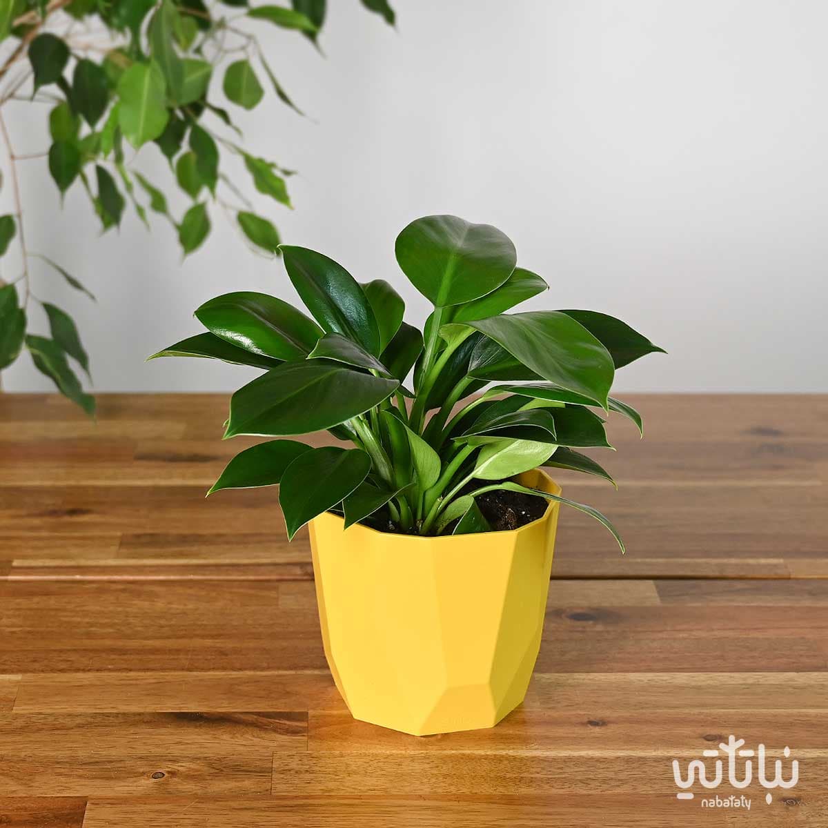 Green Princess Philodendron in yellow polygonal pot 1