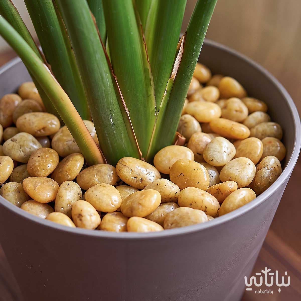 حجر نهري اصفر 1-2 سم 3