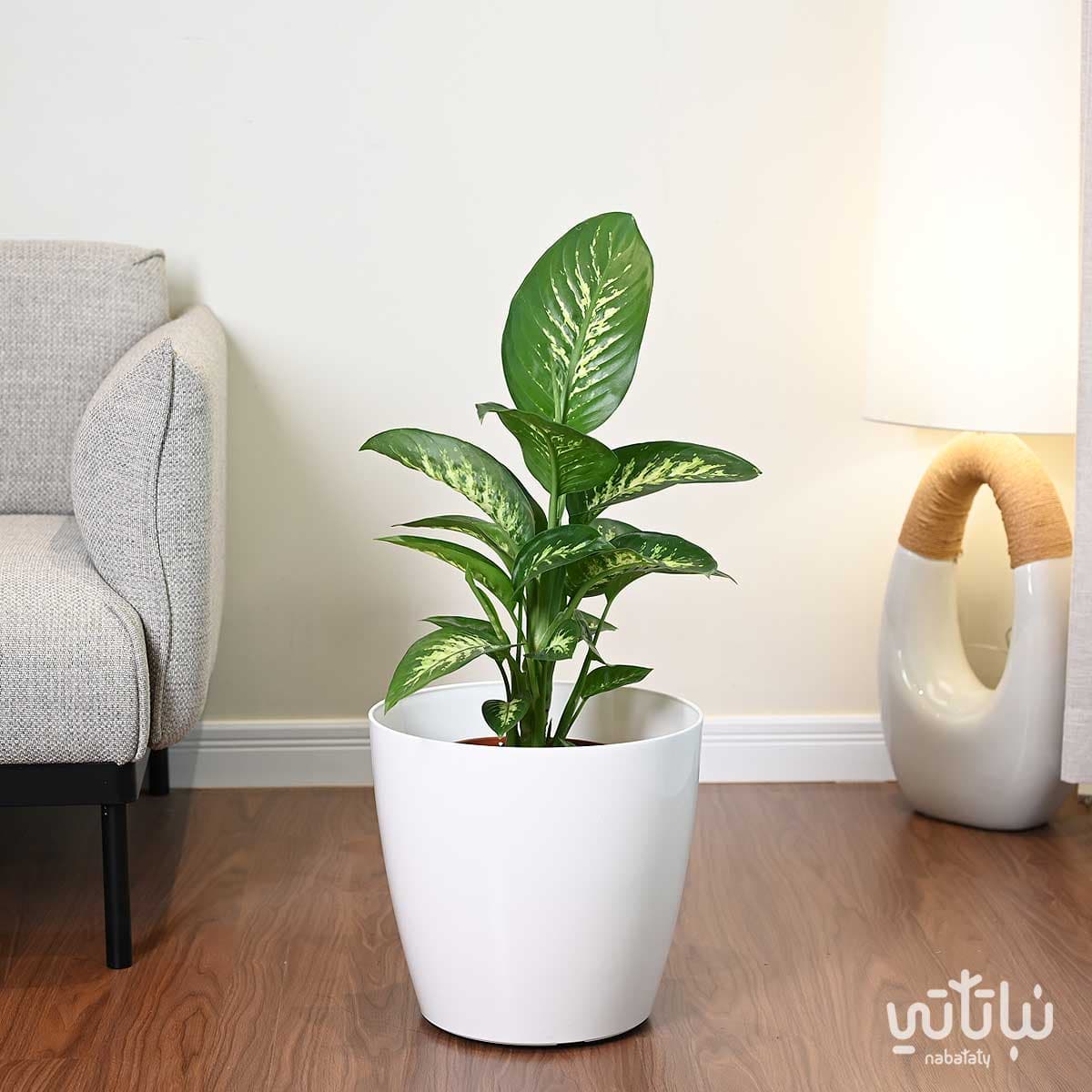 حوض نباتات ري ذاتي دائري ابيض 36 سم 2