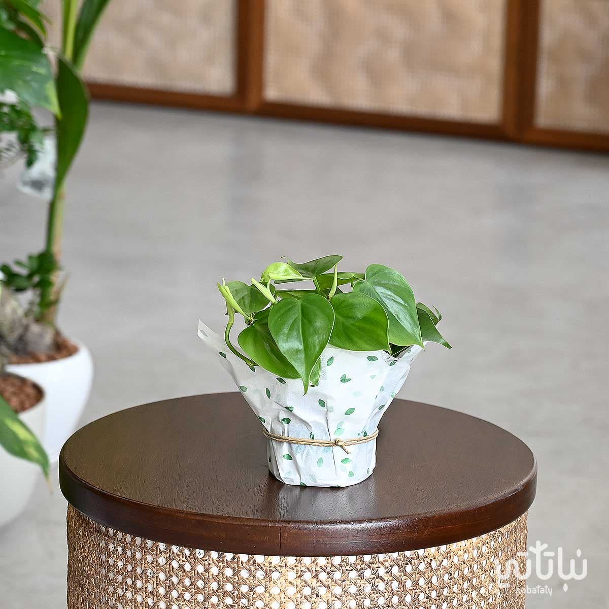 نبتة كرمة المحبوب خضراء