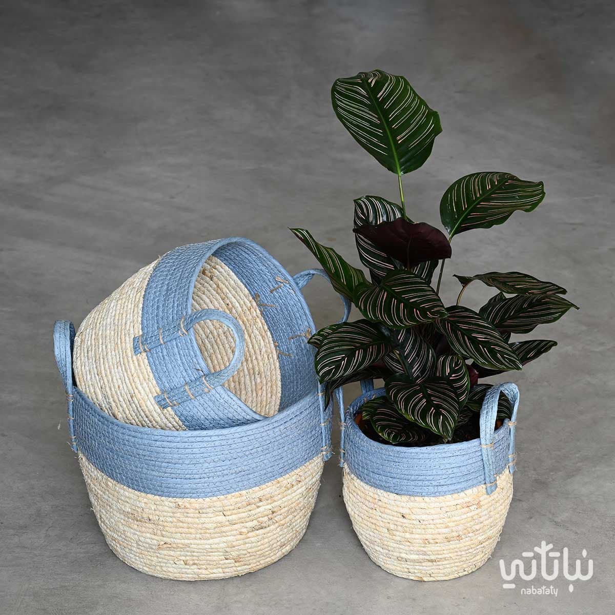 مجموعه سلات خوص سماويه