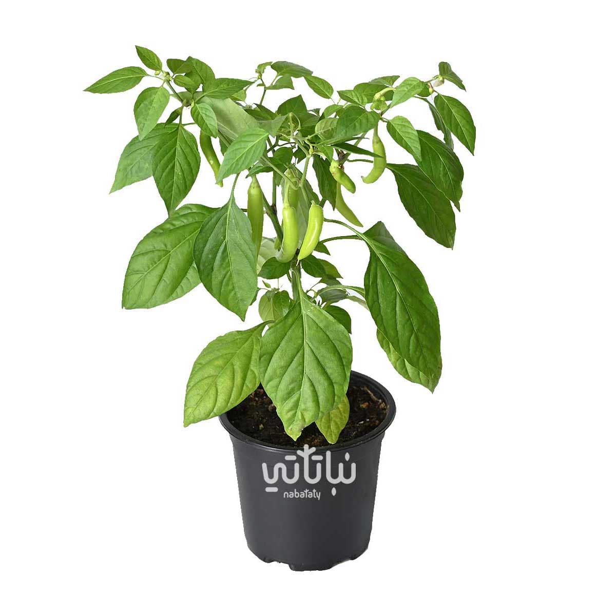 شتلة فلفل حار مثمرة