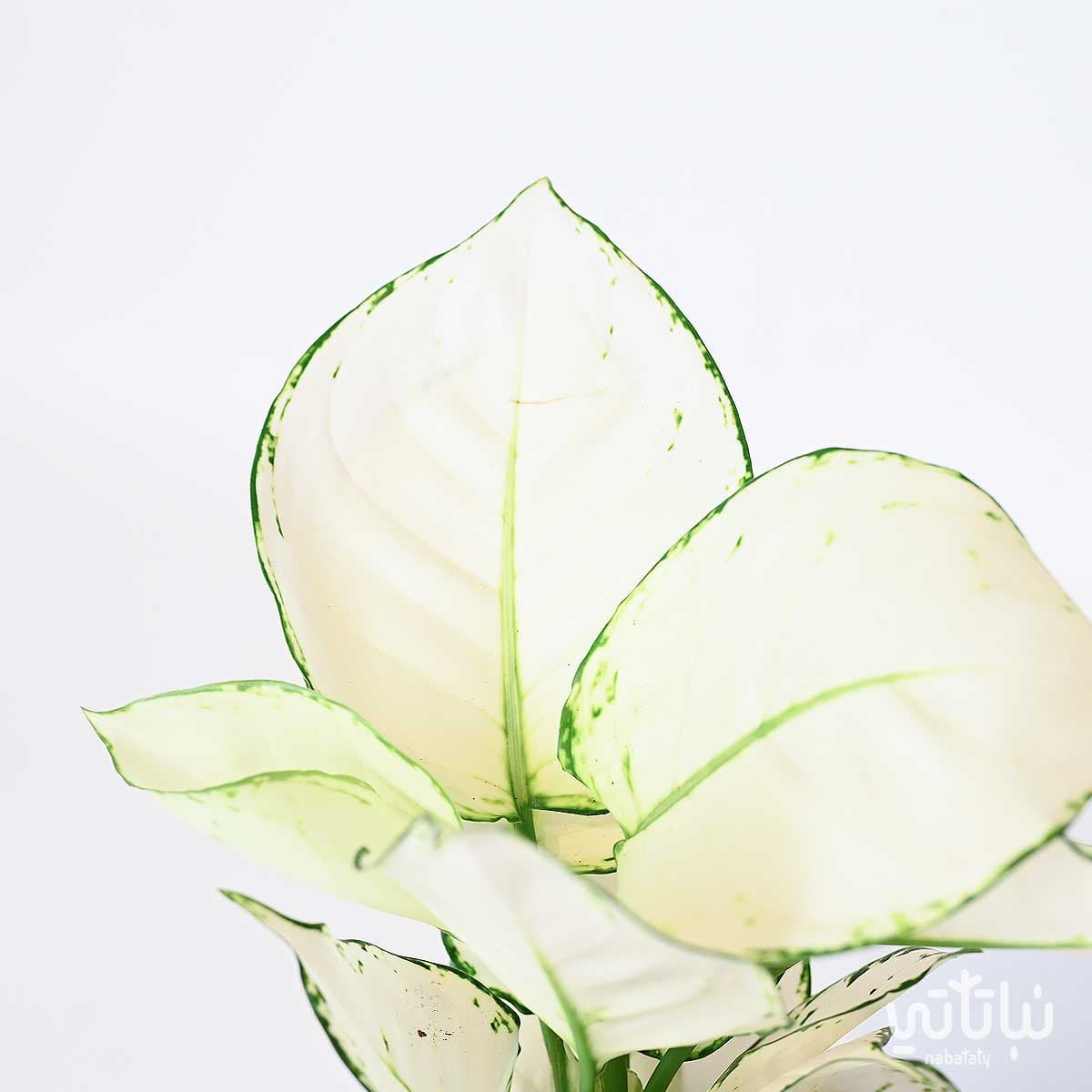 نبتة اجلونيما مبرقشة 2