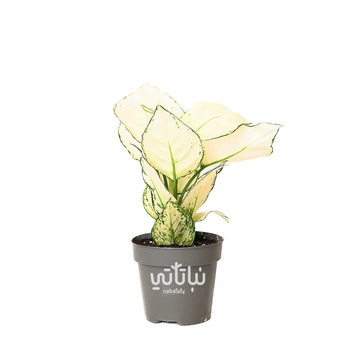 نبتة اجلونيما مبرقشة