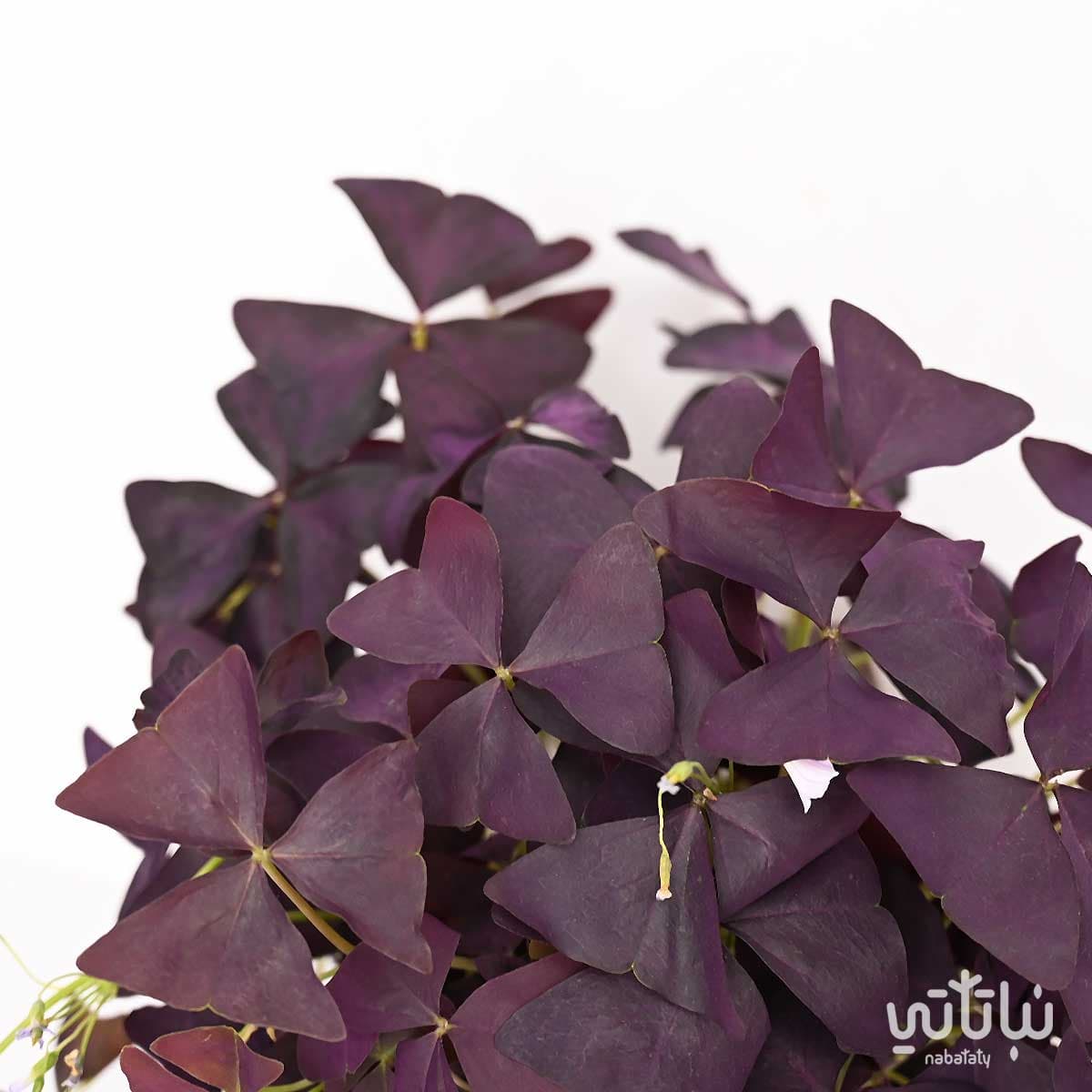 Purple Shamrocks 2