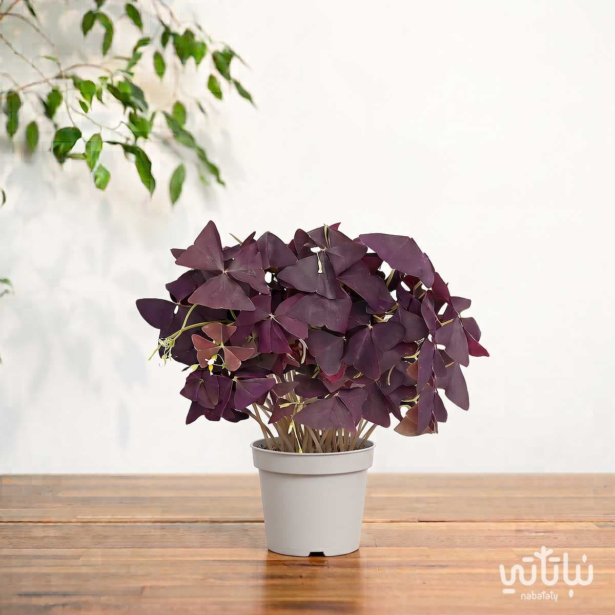 Purple Shamrocks 3
