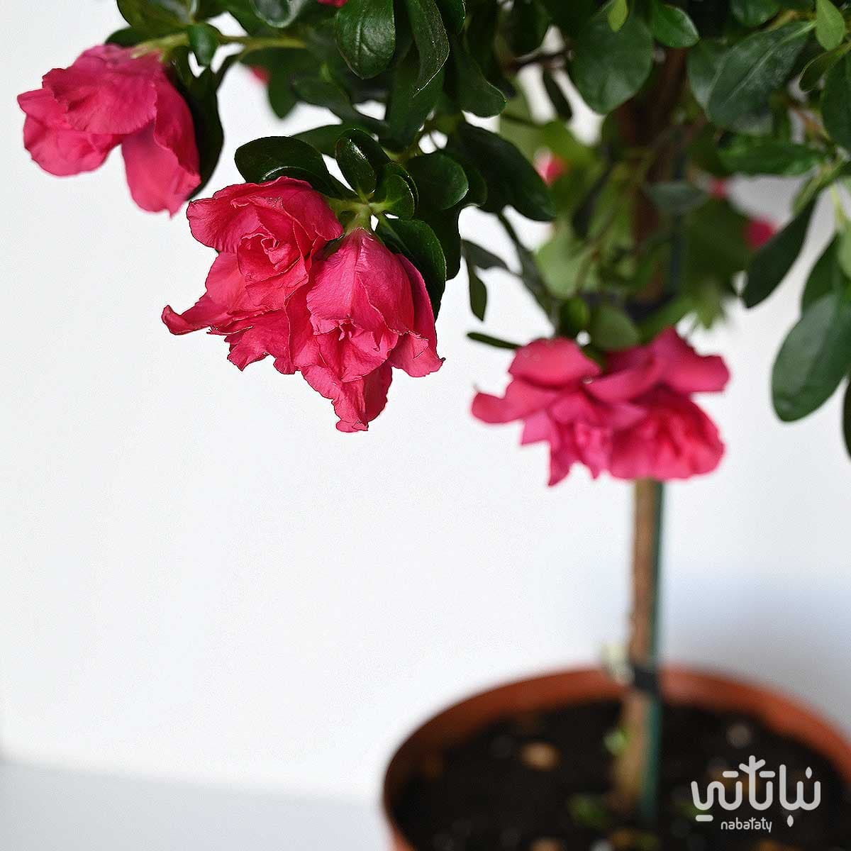 Azalea large Red flowers 2