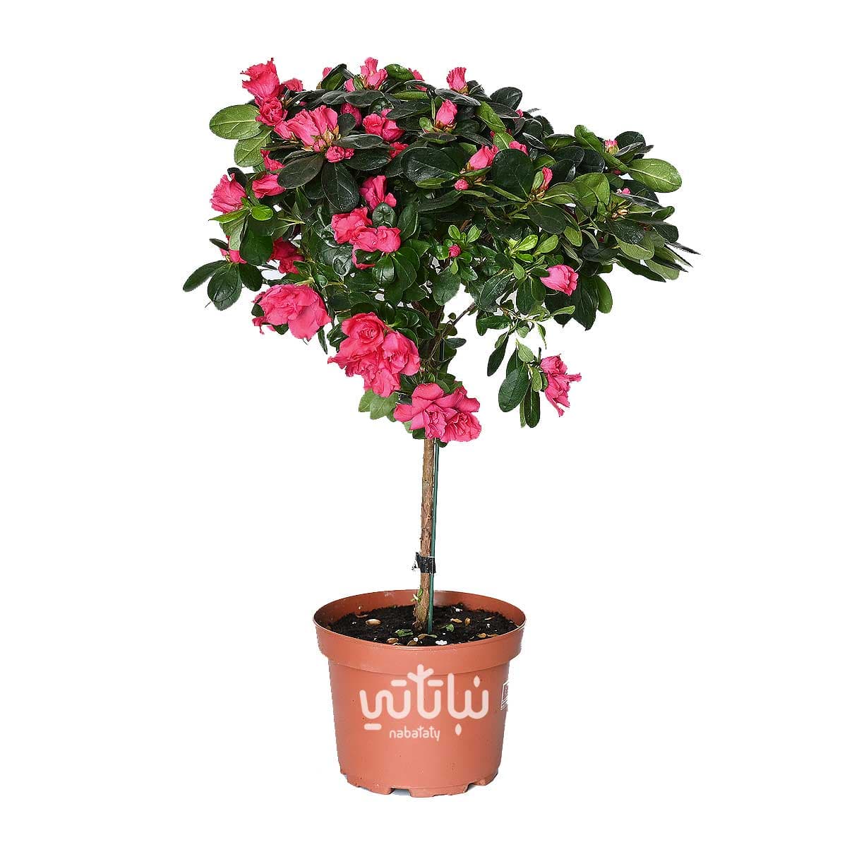 Azalea large Red flowers 1