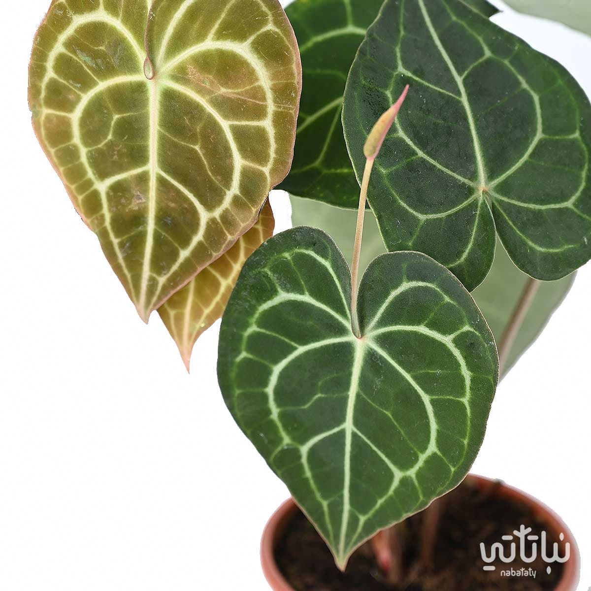 انثوريوم كليرينفيوم 2