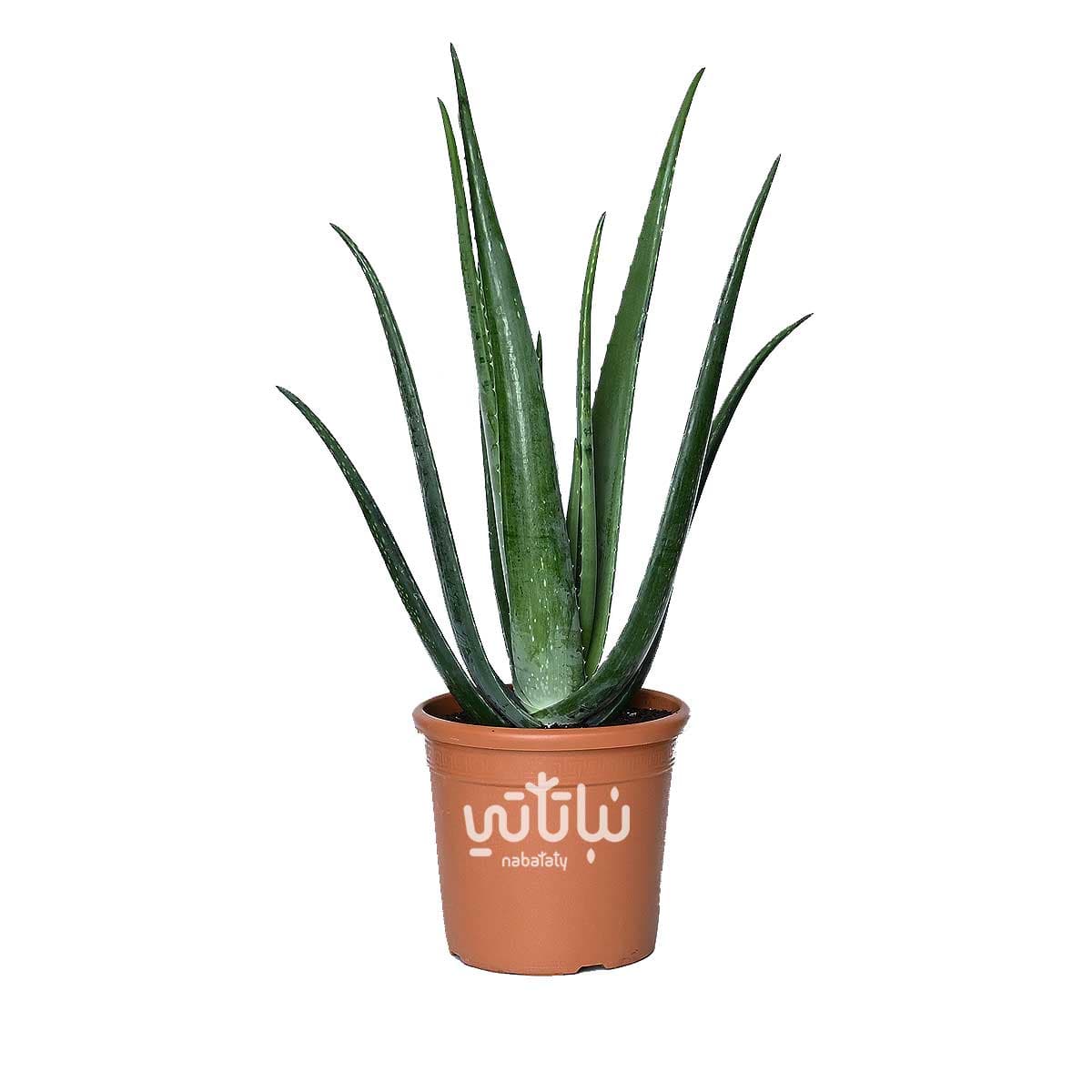 Large Aloe Vera 1