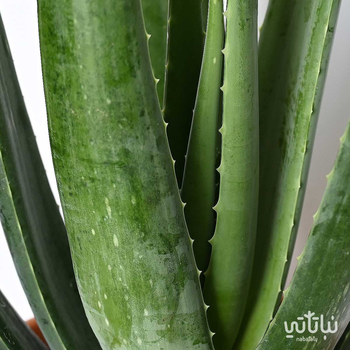 Large Aloe Vera 2