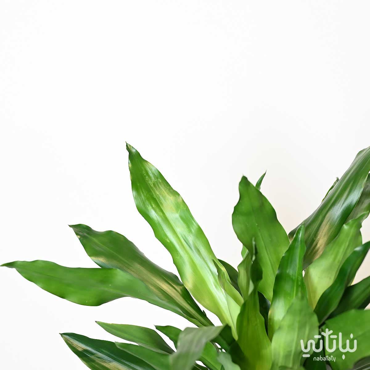 نبتة دراسينا جانيت ليند 3 سيقان 110 سم 2
