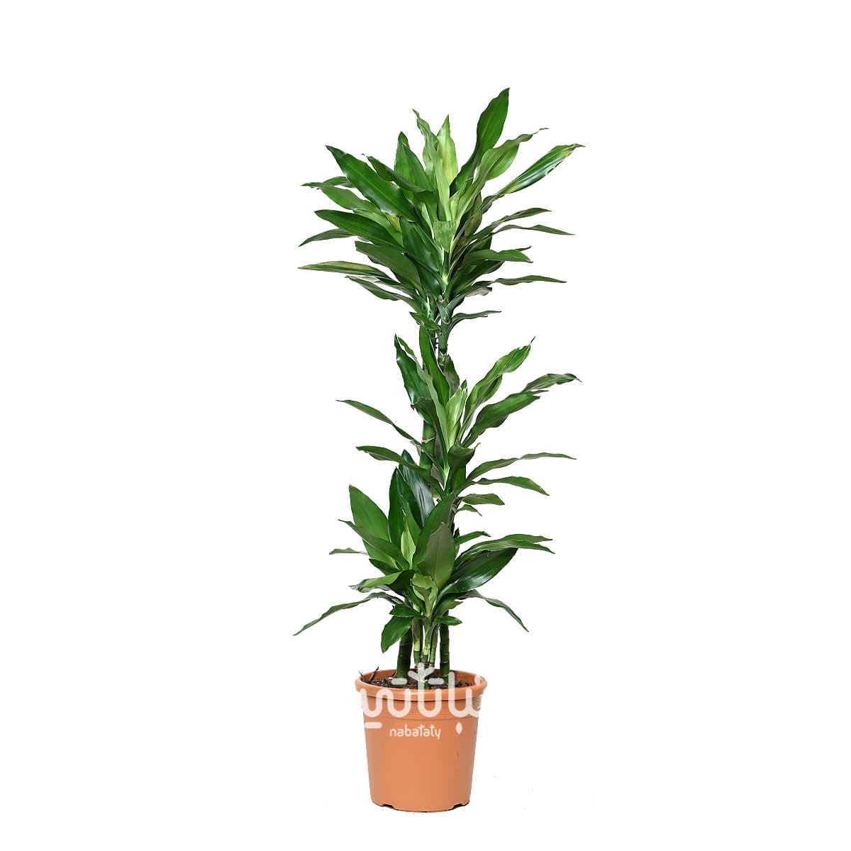 نبتة دراسينا جانيت ليند 3 سيقان 110 سم