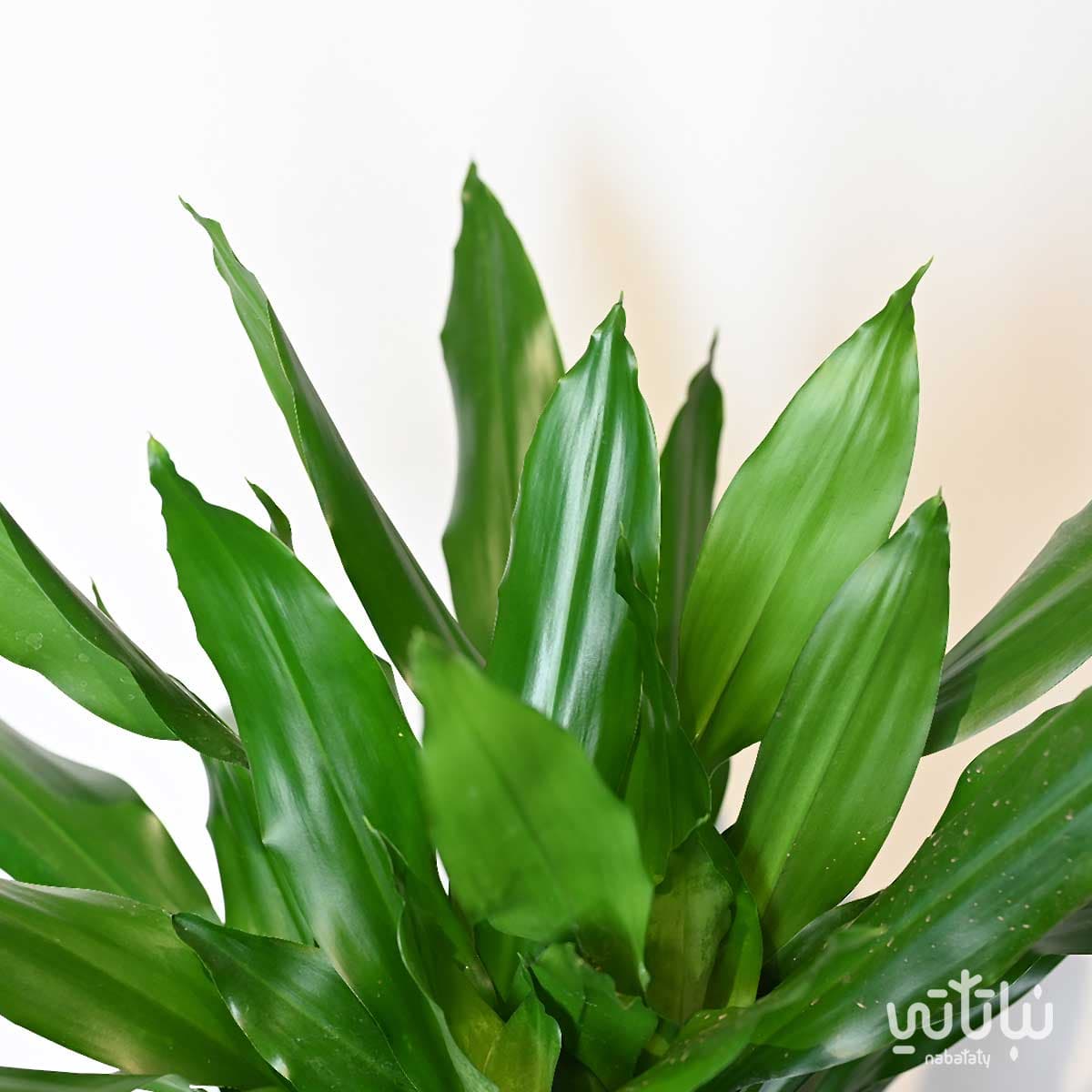 نبتة دراسينا جانيت ليند 3 سيقان 130 سم 2