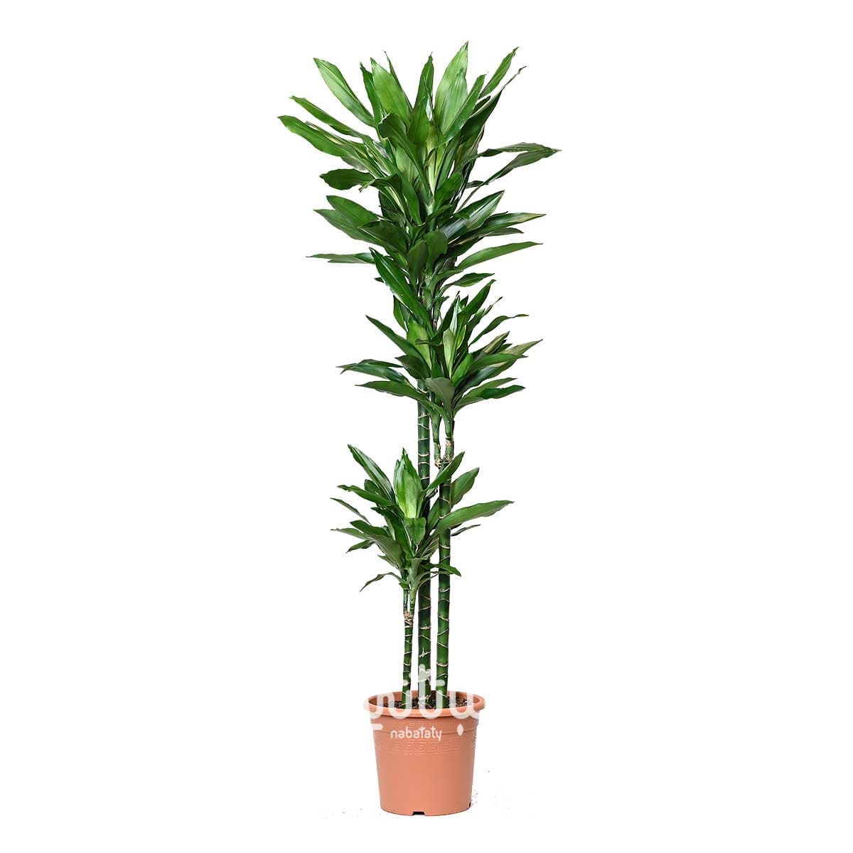 نبتة دراسينا جانيت ليند 3 سيقان 130 سم