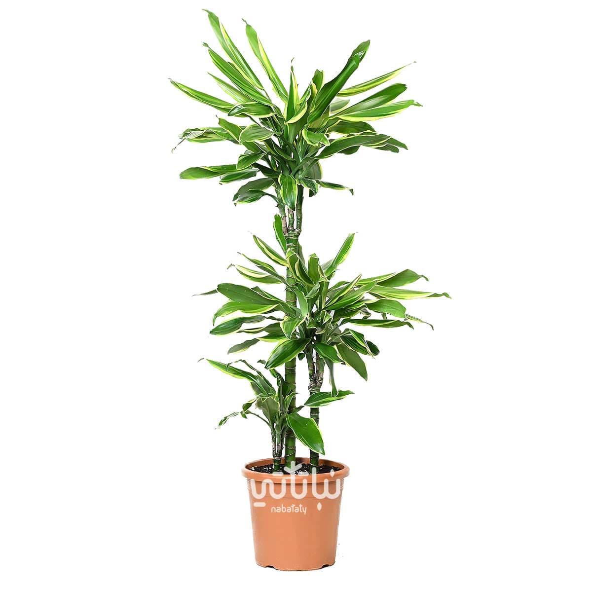 نبتة دراسينا جولد كوست 3 سيقان 110 سم 1