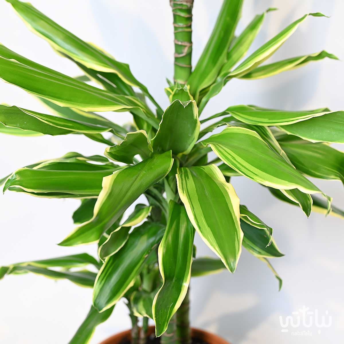 نبتة دراسينا جولد كوست 3 سيقان 110 سم 2