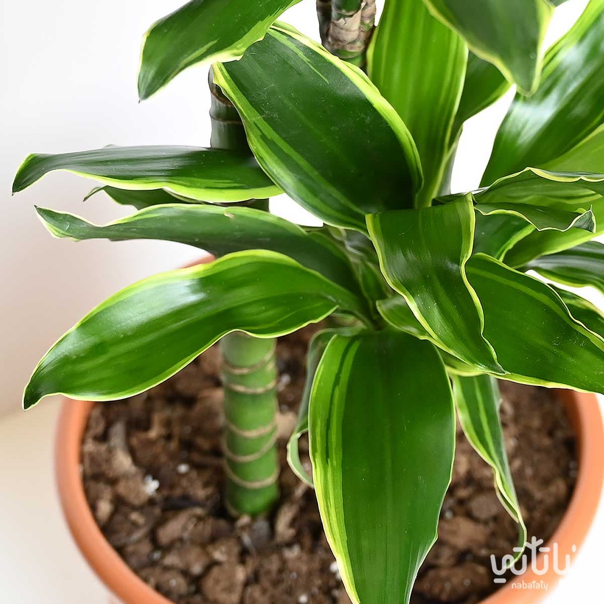 نبتة دراسينا جولد كوست 3 سيقان 110 سم 2
