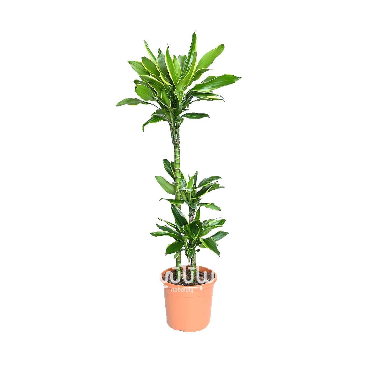 نبتة دراسينا جولد كوست 3 سيقان 110 سم 1
