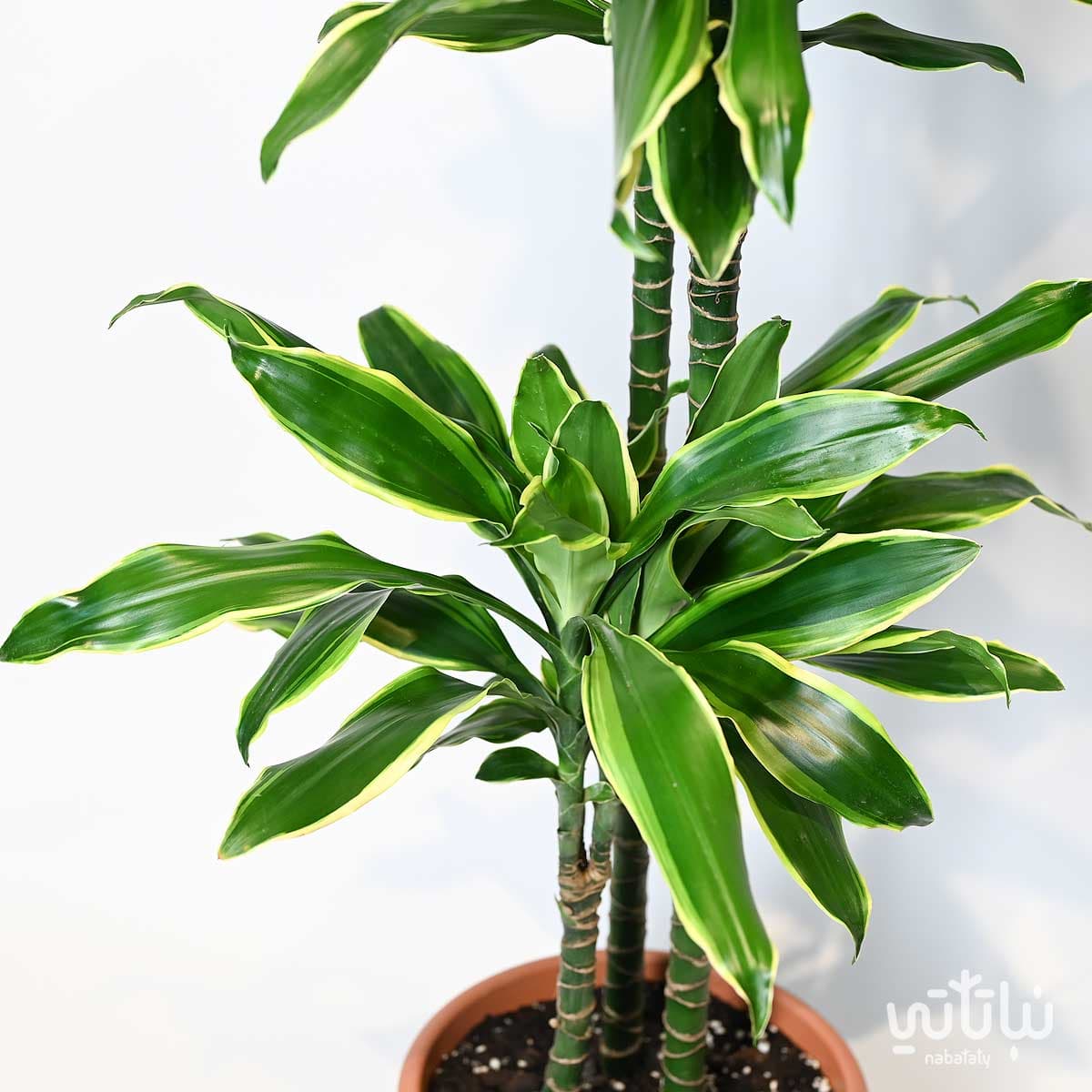 نبتة دراسينا جولد كوست 3 سيقان 130 سم 2