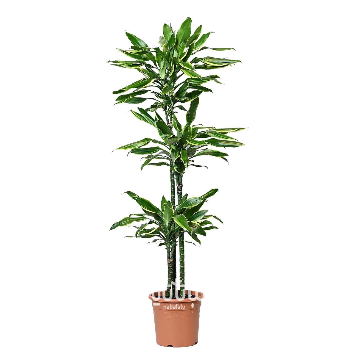 نبتة دراسينا جولد كوست 3 سيقان 130 سم 1