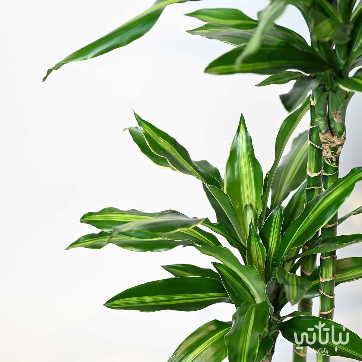 دراسينا سينتو 3 سيقان 130 سم 2