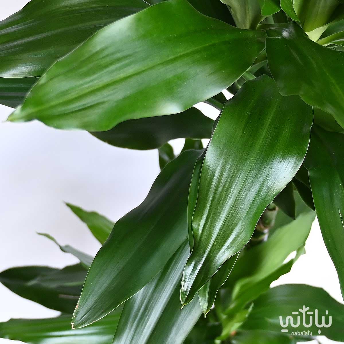 نبتة دراسينا جانيت ليند ساقين 80 سم 2