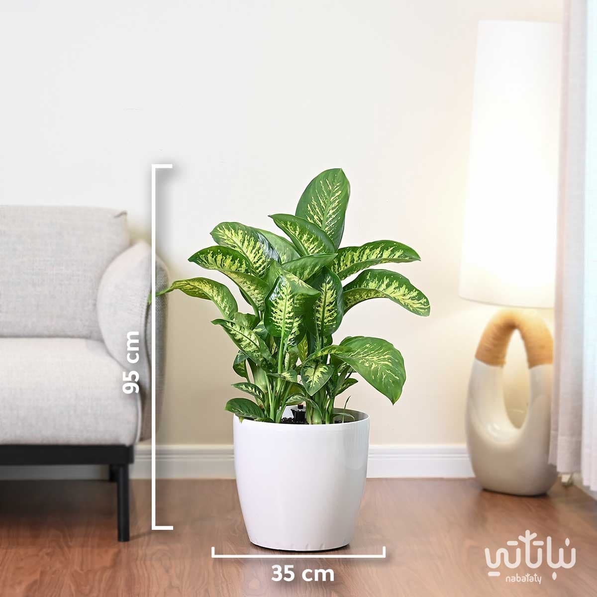 Large Dieffenbachia in a white self-watering pot7 2