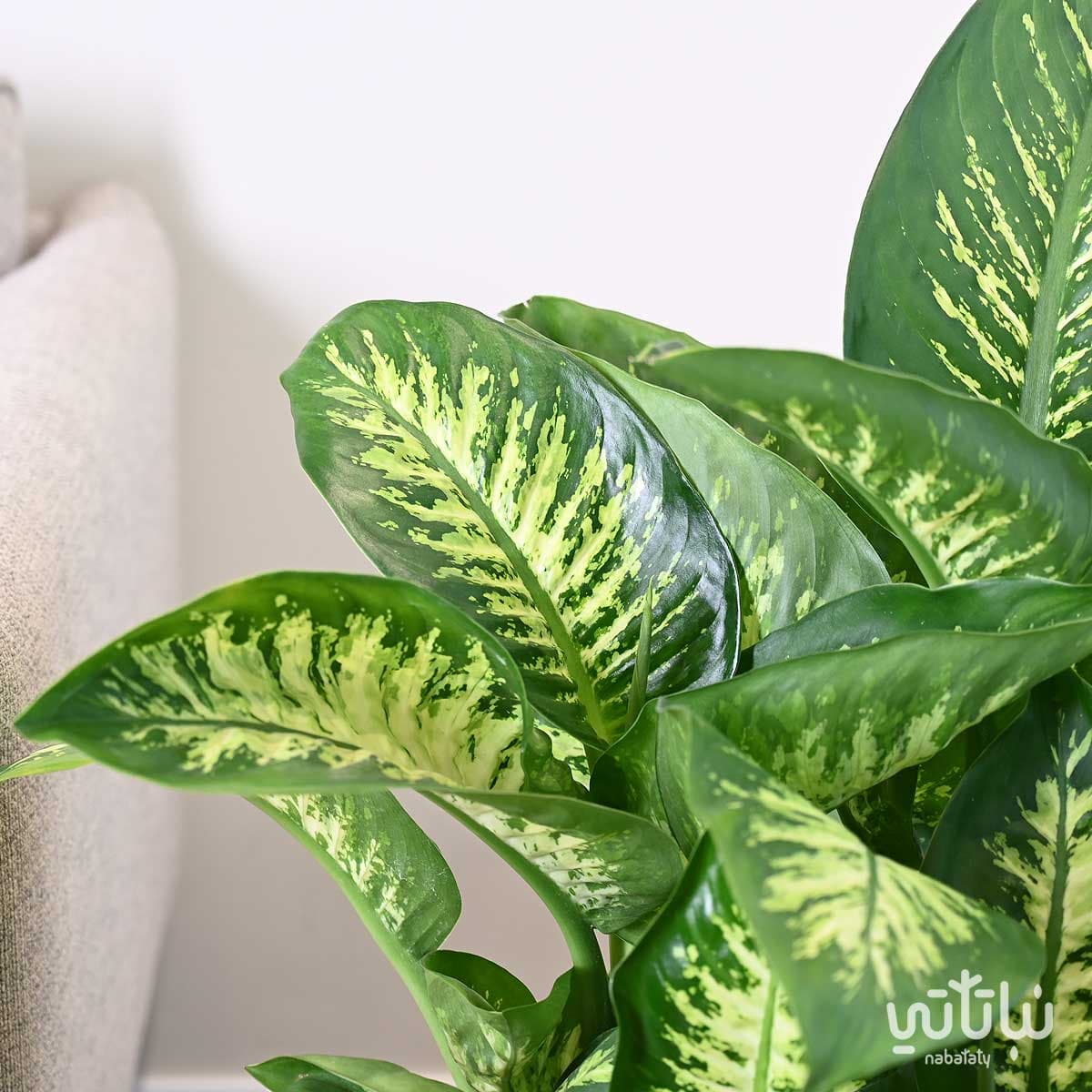 Large Dieffenbachia in a white self-watering pot7 4