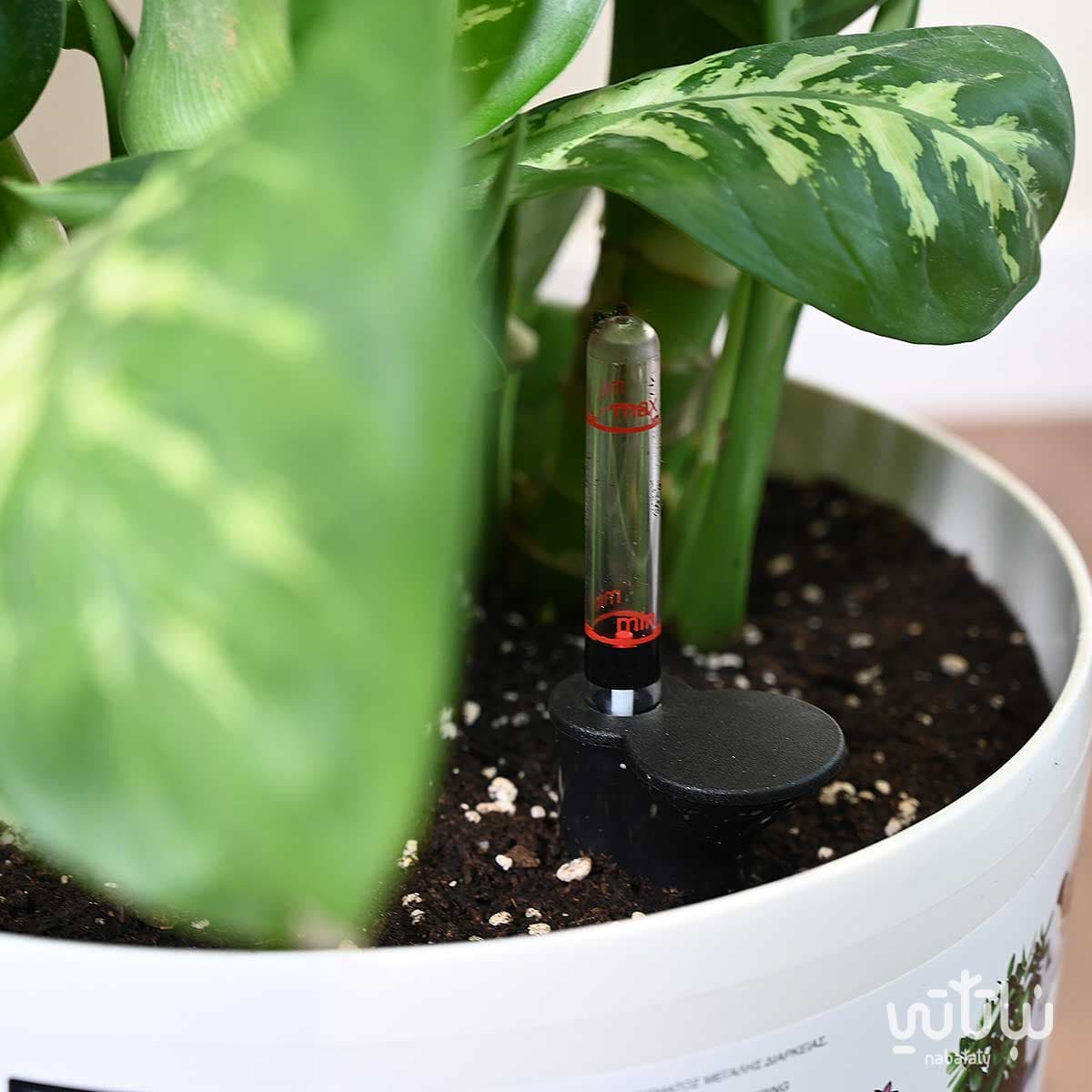 Large Dieffenbachia in a white self-watering pot7 3