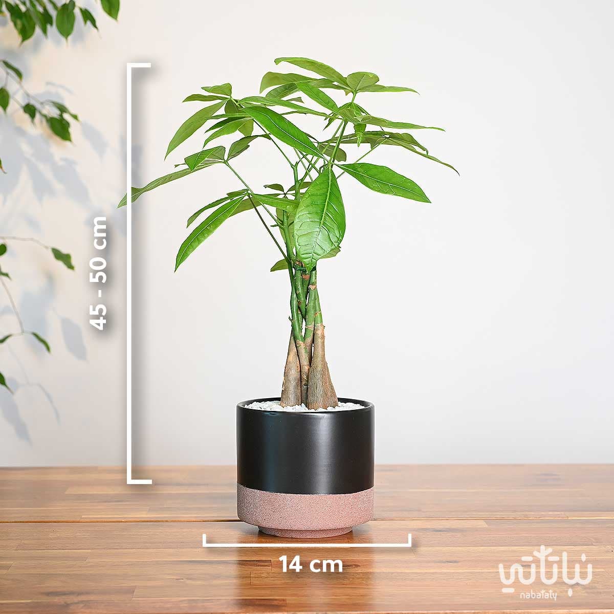 Bachira in a Black Ceramic pot 3