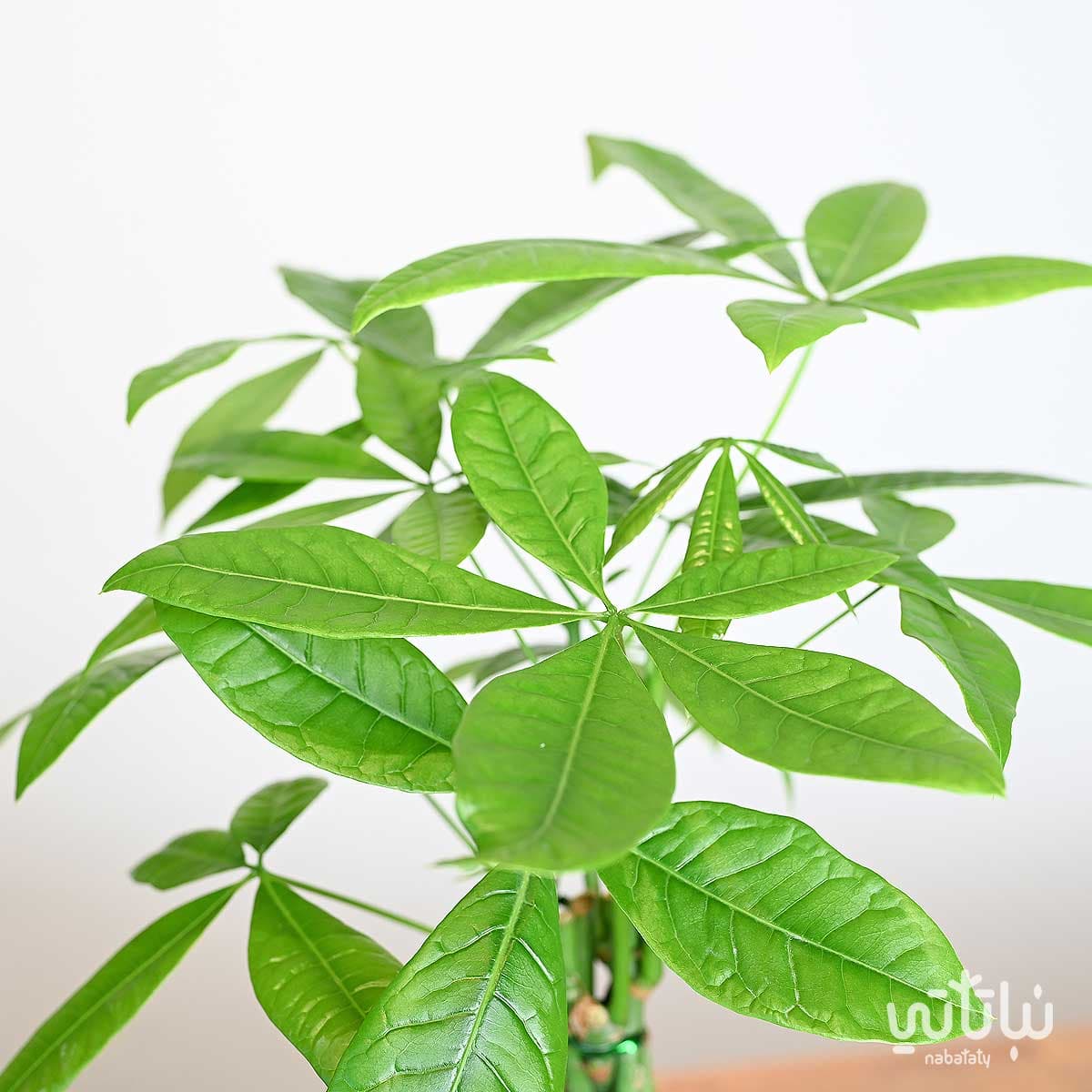 Bachira in a Black Ceramic pot 2