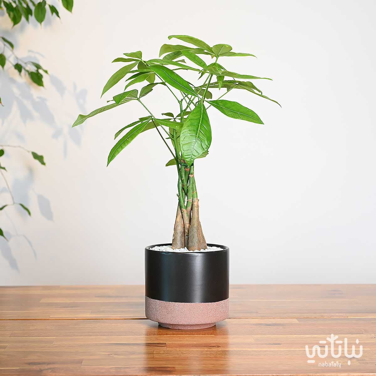 Bachira in a Black Ceramic pot 1