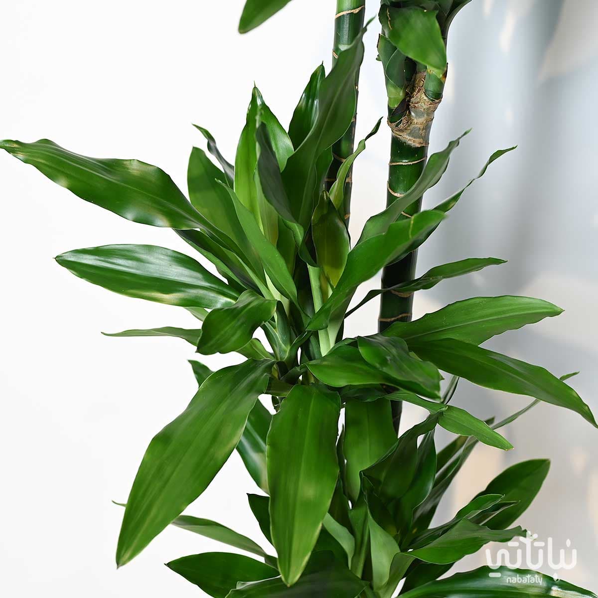 دراسينا جانيت ليند 4 سيقان 170 سم 2