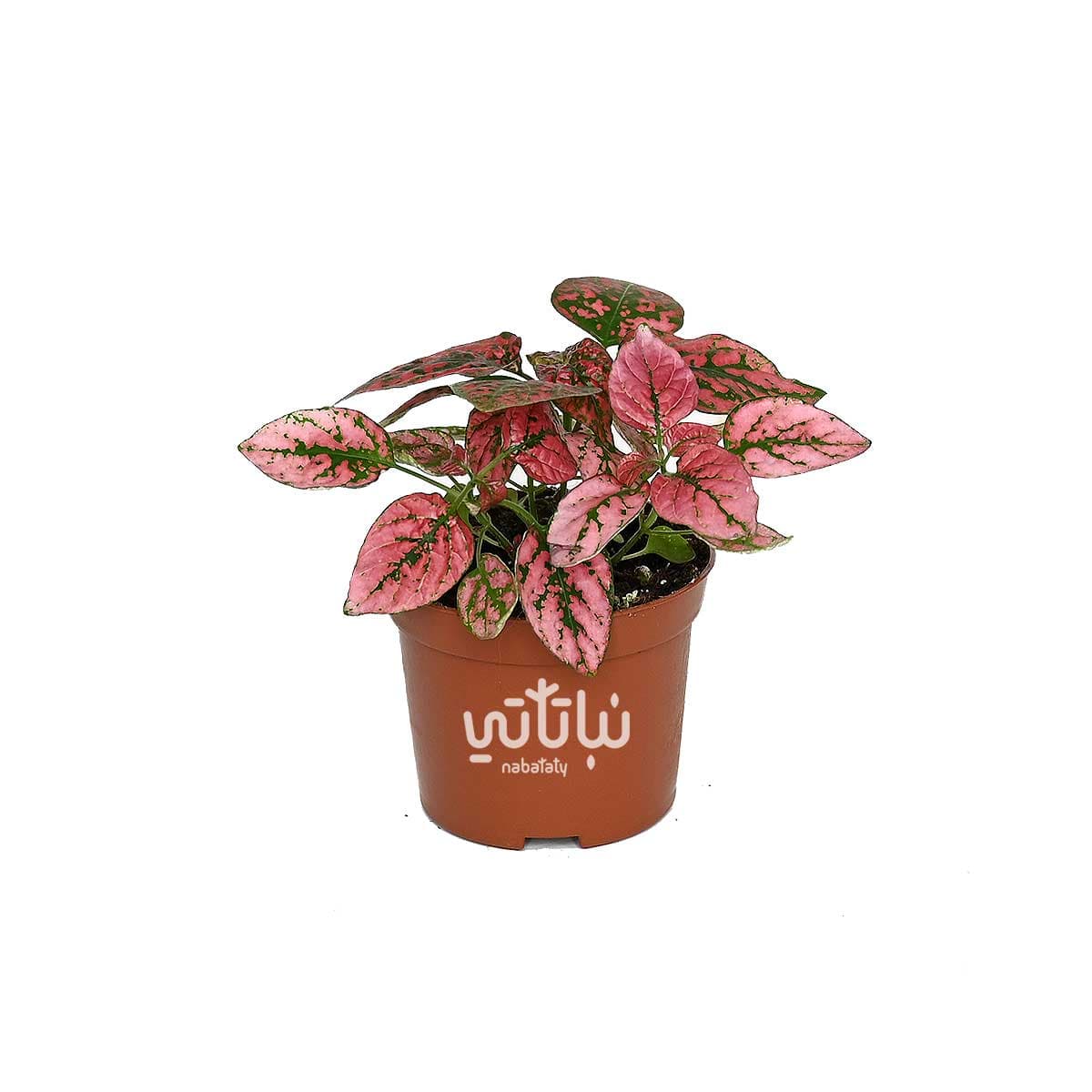 نبتة بولكا منقطة حمراء