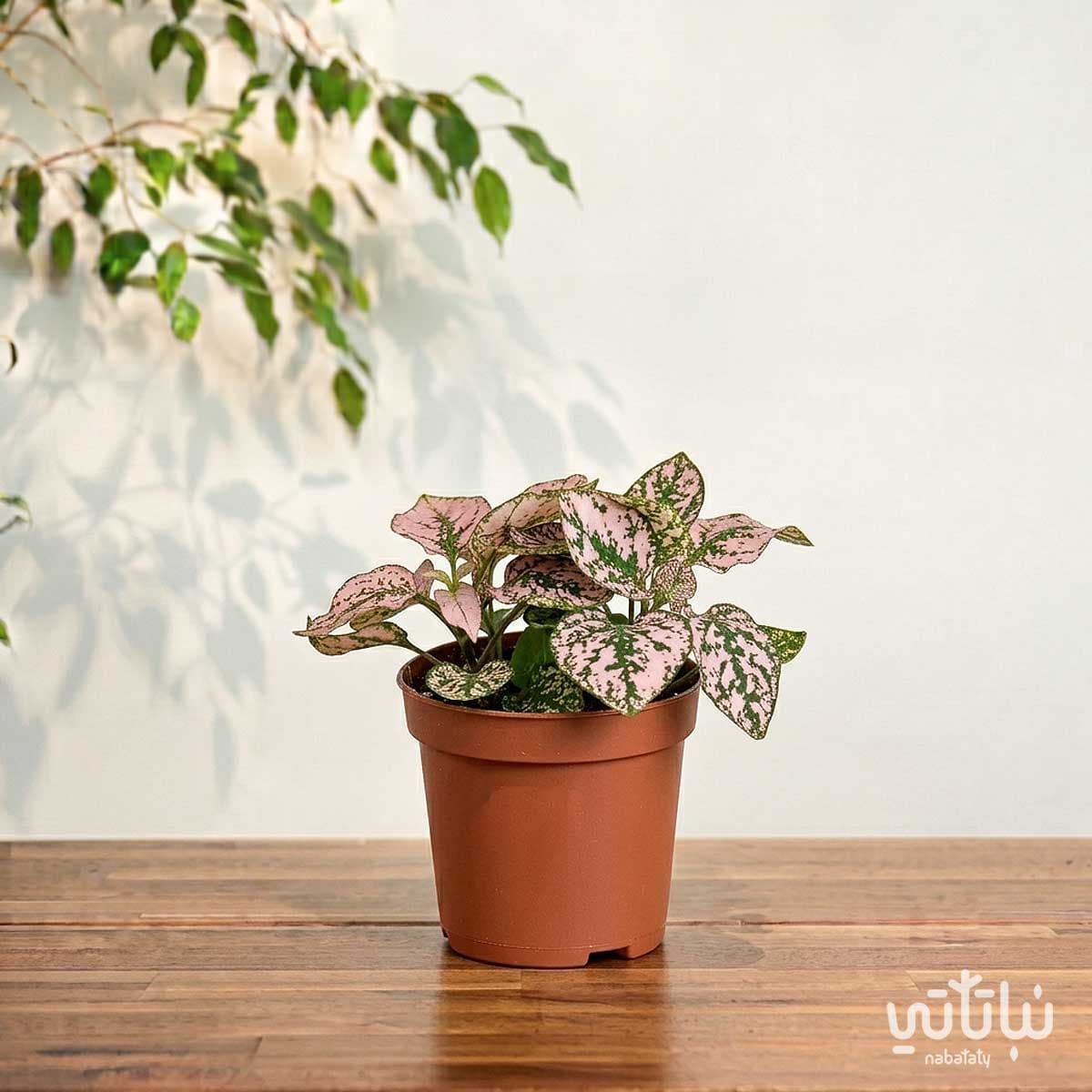 Pink Polka spots plant 3